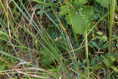 Ophrestia oblongifolia