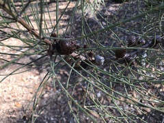 Allocasuarina muelleriana
