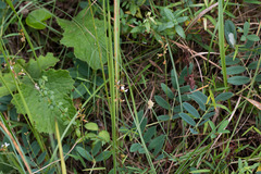 Ophrestia oblongifolia