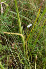 Oxygonum dregeanum