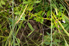 Oxygonum dregeanum