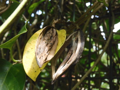 Parsonsia alboflavescens