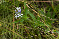 Pentanisia prunelloides