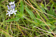 Pentanisia prunelloides