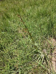 Monocymbium ceresiiforme