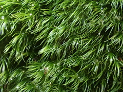 Dicranella heteromalla