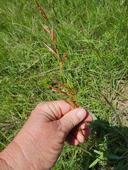 Monocymbium ceresiiforme