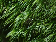 Dicranella heteromalla