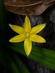 Hypoxis curtissii