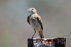 Anthus australis
