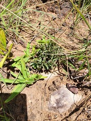 Brachystelma pygmaeum