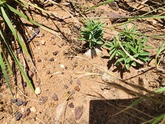 Brachystelma pygmaeum