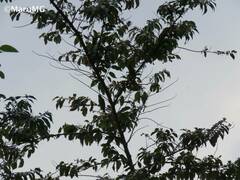 Chlorophonia occipitalis