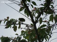 Chlorophonia occipitalis