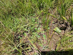 Eriospermum ornithogaloides