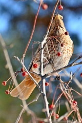 Turdus naumanni