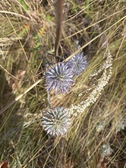 Echinops tataricus
