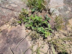 Argyrolobium parviflorum