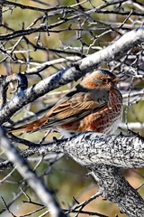 Turdus naumanni