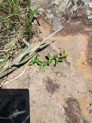 Argyrolobium parviflorum