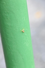 Epocilla
