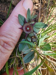 Brachystelma modestum