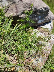 Senecio subrubriflorus