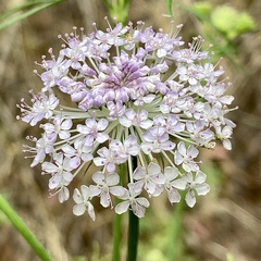 Trachymene