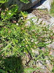 Senecio subrubriflorus