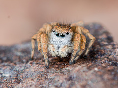 Aelurillus dubatolovi