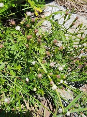 Senecio subrubriflorus