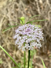 Trachymene