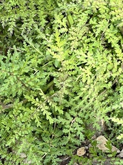 Phacelia tanacetifolia