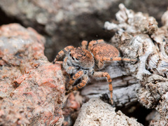 Aelurillus dubatolovi