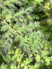 Phacelia tanacetifolia