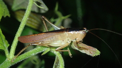 Eschatoceras