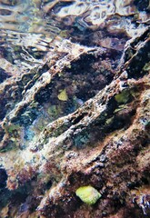 Parablennius tasmanianus