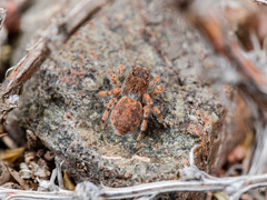 Aelurillus dubatolovi