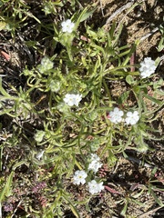 Cryptantha intermedia