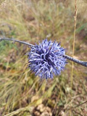 Echinops tataricus