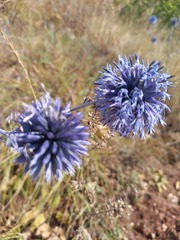 Echinops tataricus
