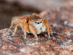 Aelurillus dubatolovi