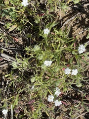 Cryptantha intermedia