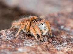 Aelurillus dubatolovi