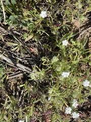 Cryptantha intermedia