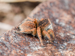 Aelurillus dubatolovi