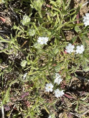 Cryptantha intermedia