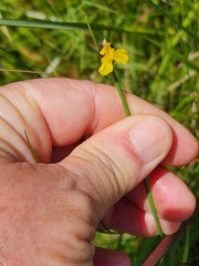 Xyris gerrardii