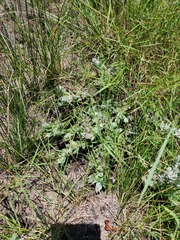 Helichrysum appendiculatum