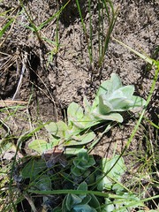 Helichrysum appendiculatum